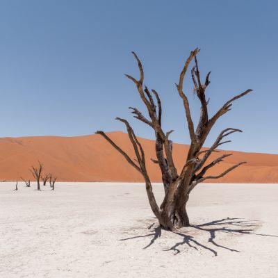 Deadvlei, Namibia