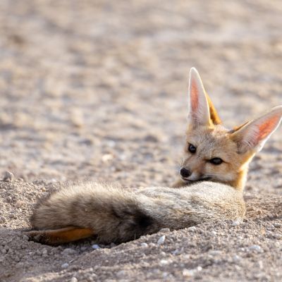 Etosha NP, Namibia