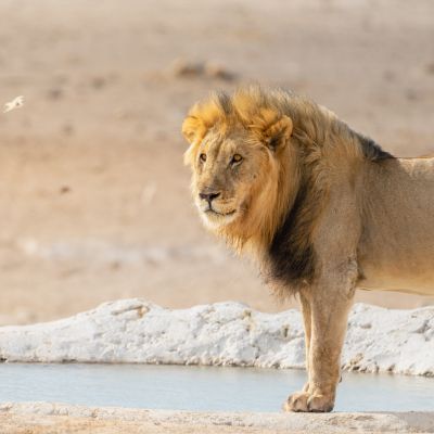 Etosha NP, Namibia
