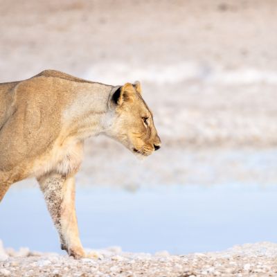 Etosha NP, Namibia