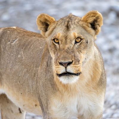 Etosha NP, Namibia
