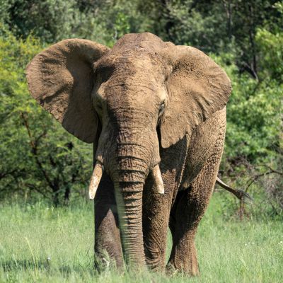 Pilanesberg, Südafrika