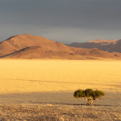 D707, Namibia