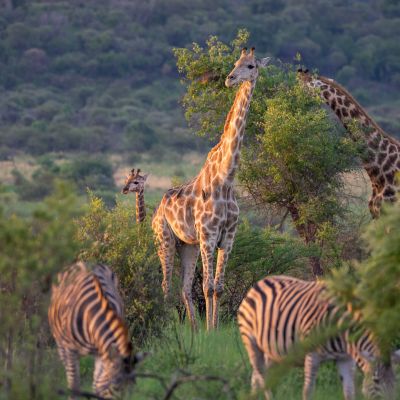 Pilanesberg, Südafrika