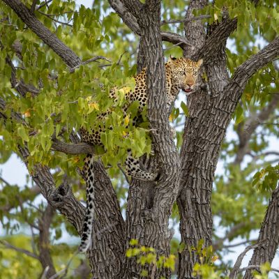 Etosha NP, Namibia