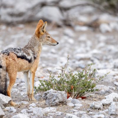 Etosha NP, Namibia